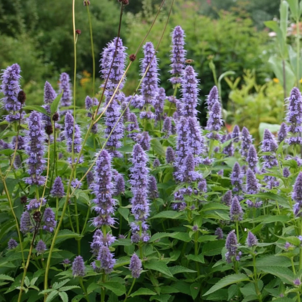 Agastache Black Adder
