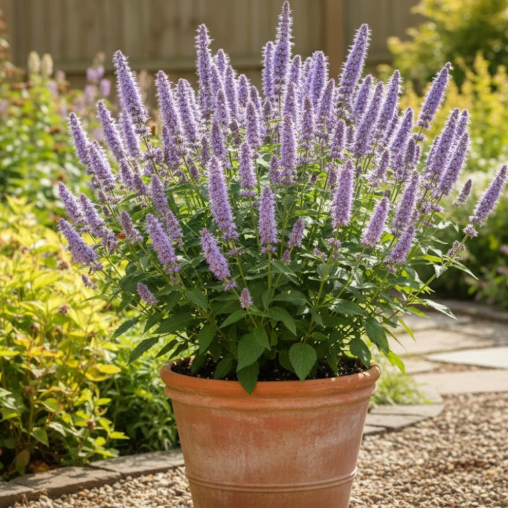 Agastache Black Adder