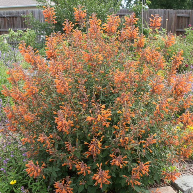 Agastache doré aurantiaca