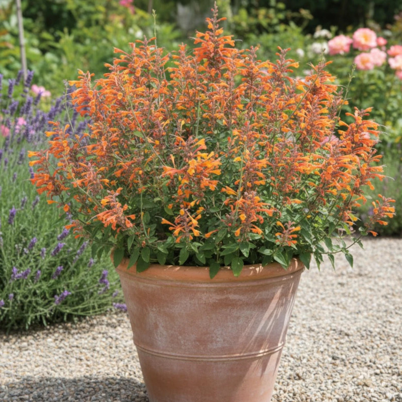 Agastache doré aurantiaca