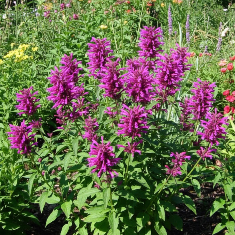 Agastache du Mexique Sangria