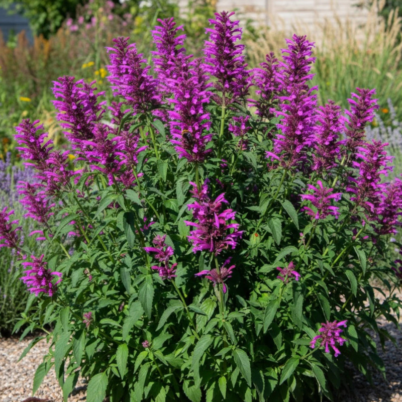 Agastache du Mexique Sangria