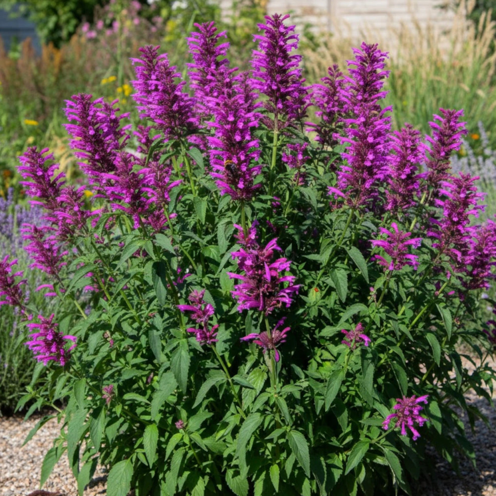 Agastache du Mexique Sangria Agastache du Mexique Sangria