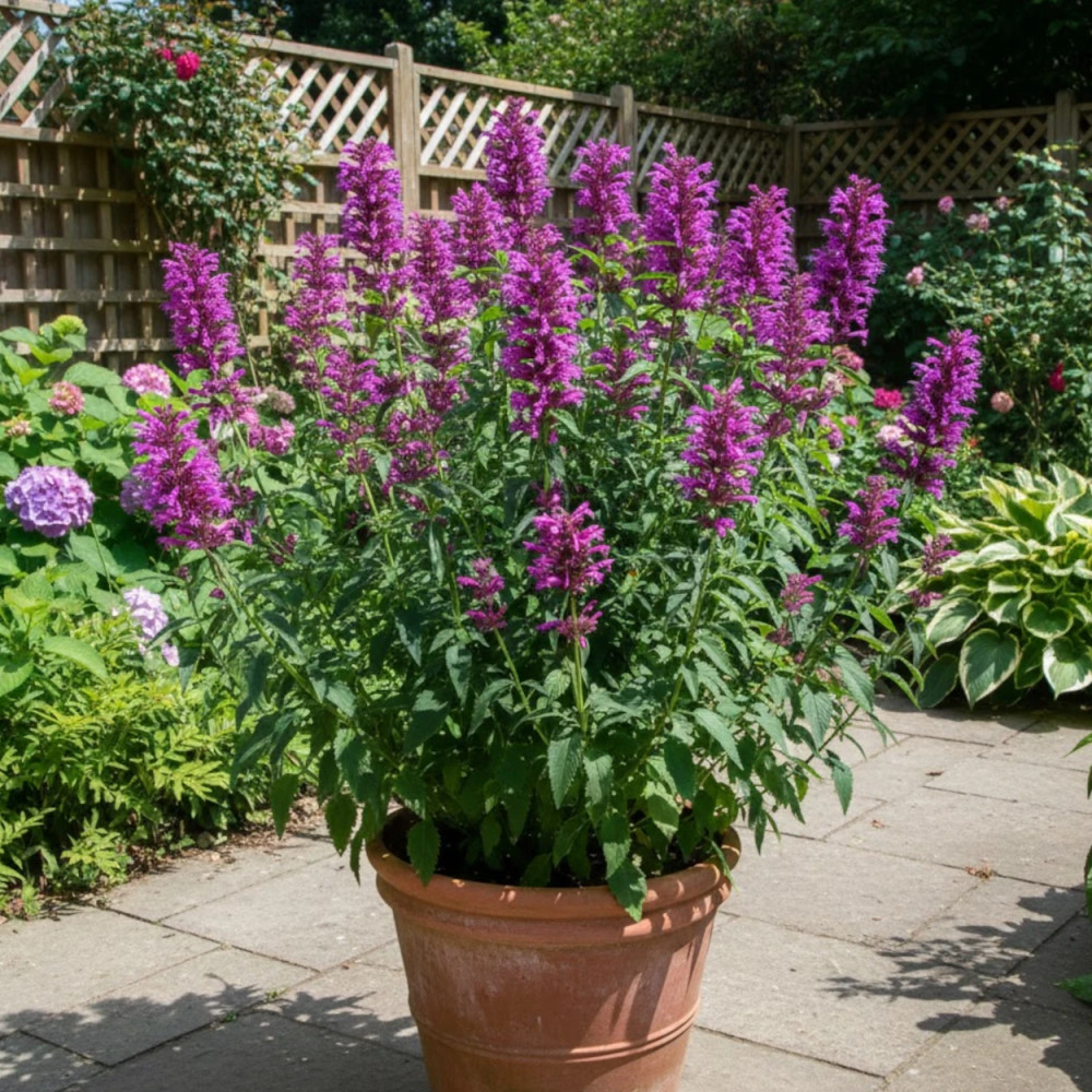 Agastache du Mexique Sangria Agastache du Mexique Sangria