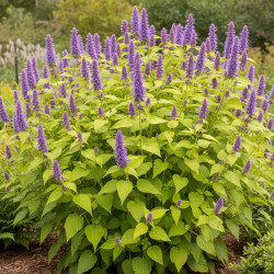 Agastache Golden Jubilée - SILENCE, ça pousse !
