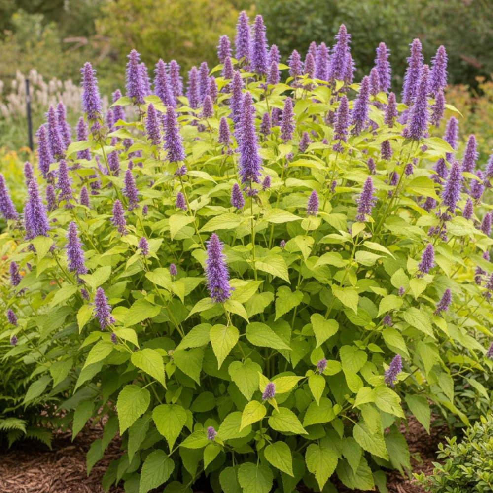 Agastache Golden Jubilée - SILENCE, ça pousse ! Agastache Golden Jubilée - SILENCE, ça pousse !