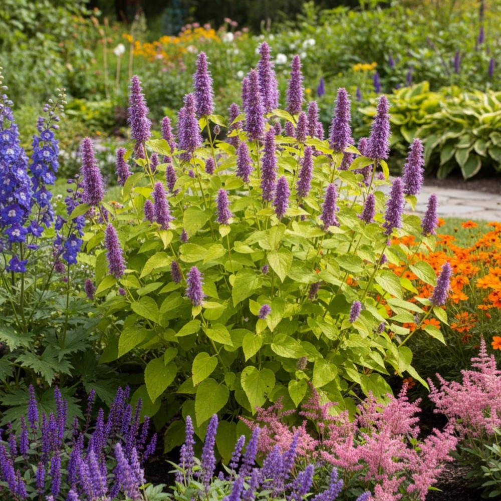 Agastache Golden Jubilée - SILENCE, ça pousse ! Agastache Golden Jubilée - SILENCE, ça pousse !