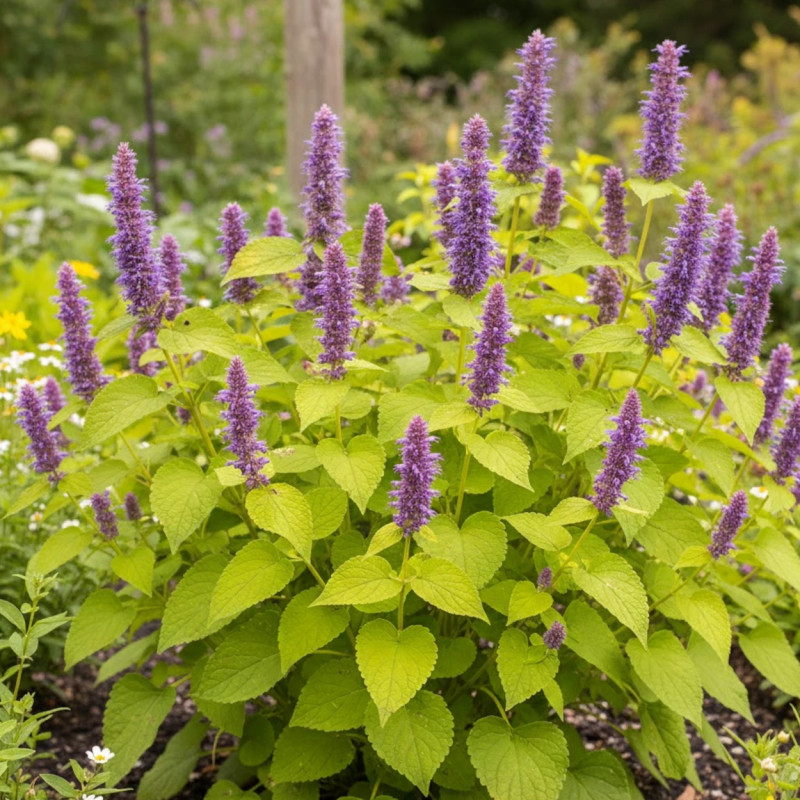 Agastache Golden Jubilée - SILENCE, ça pousse !