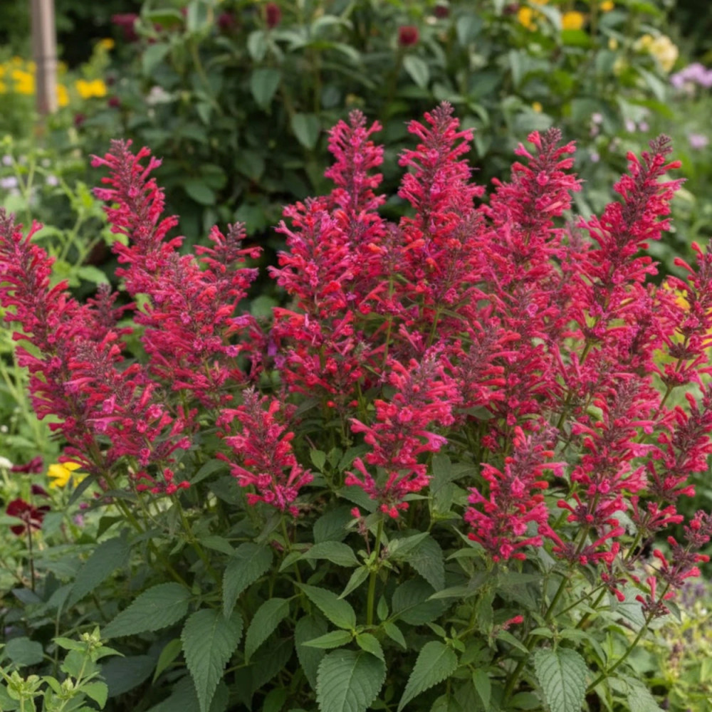 Agastache Kudos Coral® Agastache Kudos Coral®