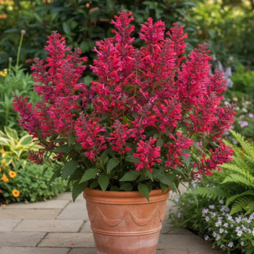 Agastache Kudos Coral® Agastache Kudos Coral®
