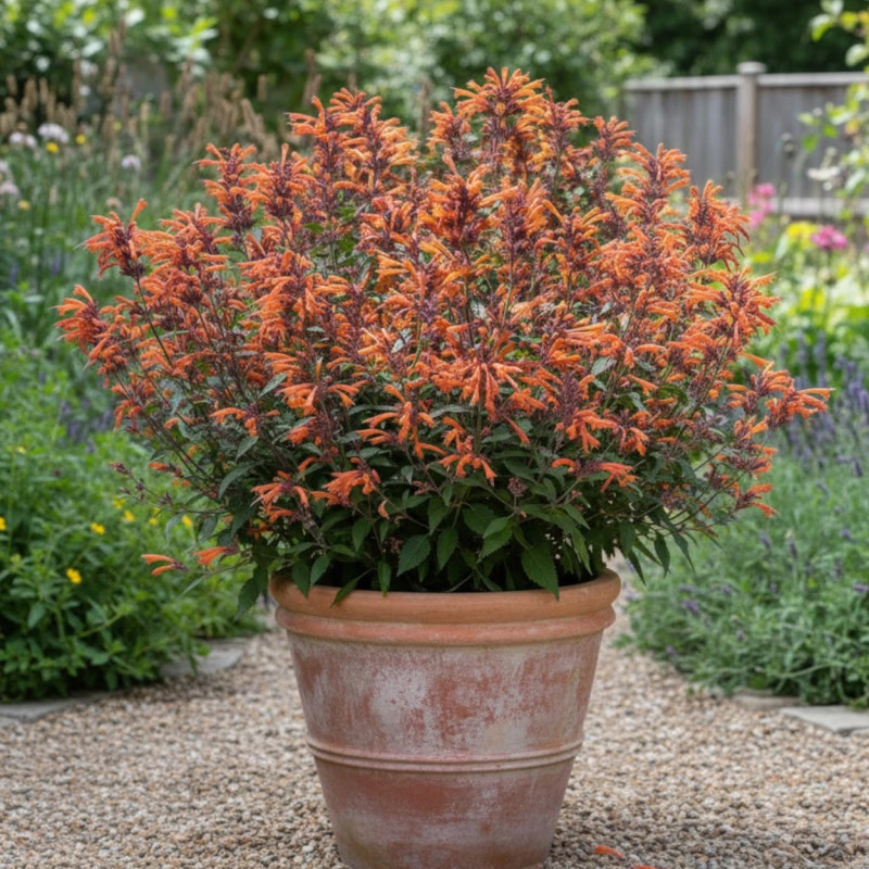 Agastache Kudos Mandarin®