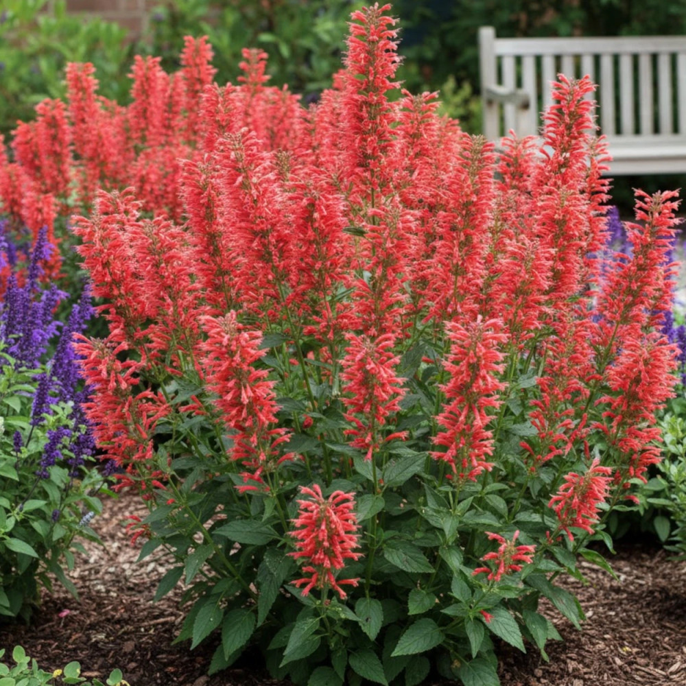 Agastache Kudos Red®