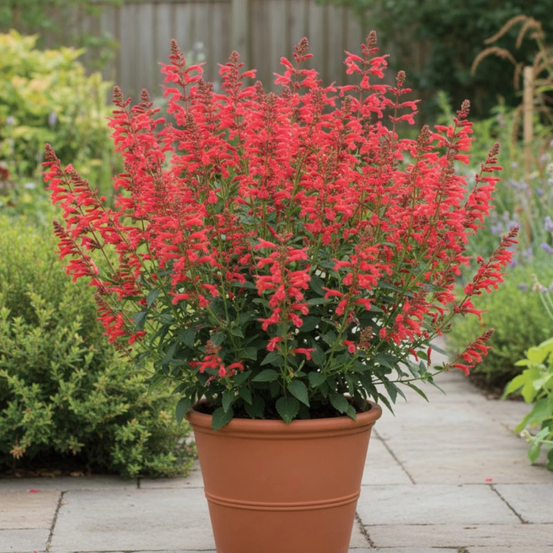 Agastache Kudos Red®
