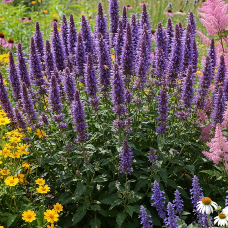Agastache Kudos Silver Blue®