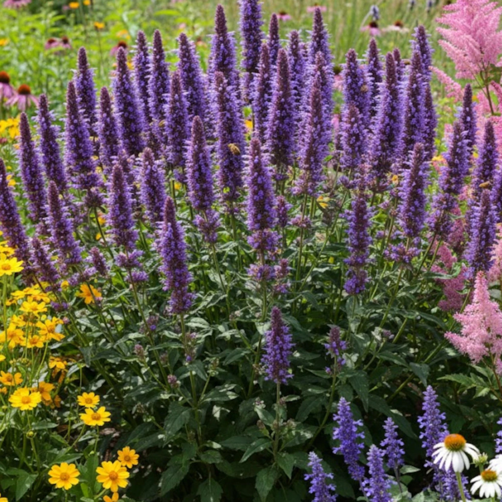 Agastache Kudos Silver Blue®