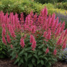 Agastache Morello