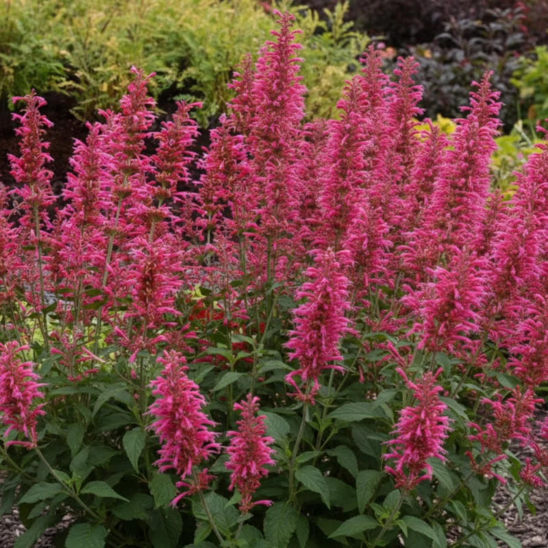 Agastache Morello