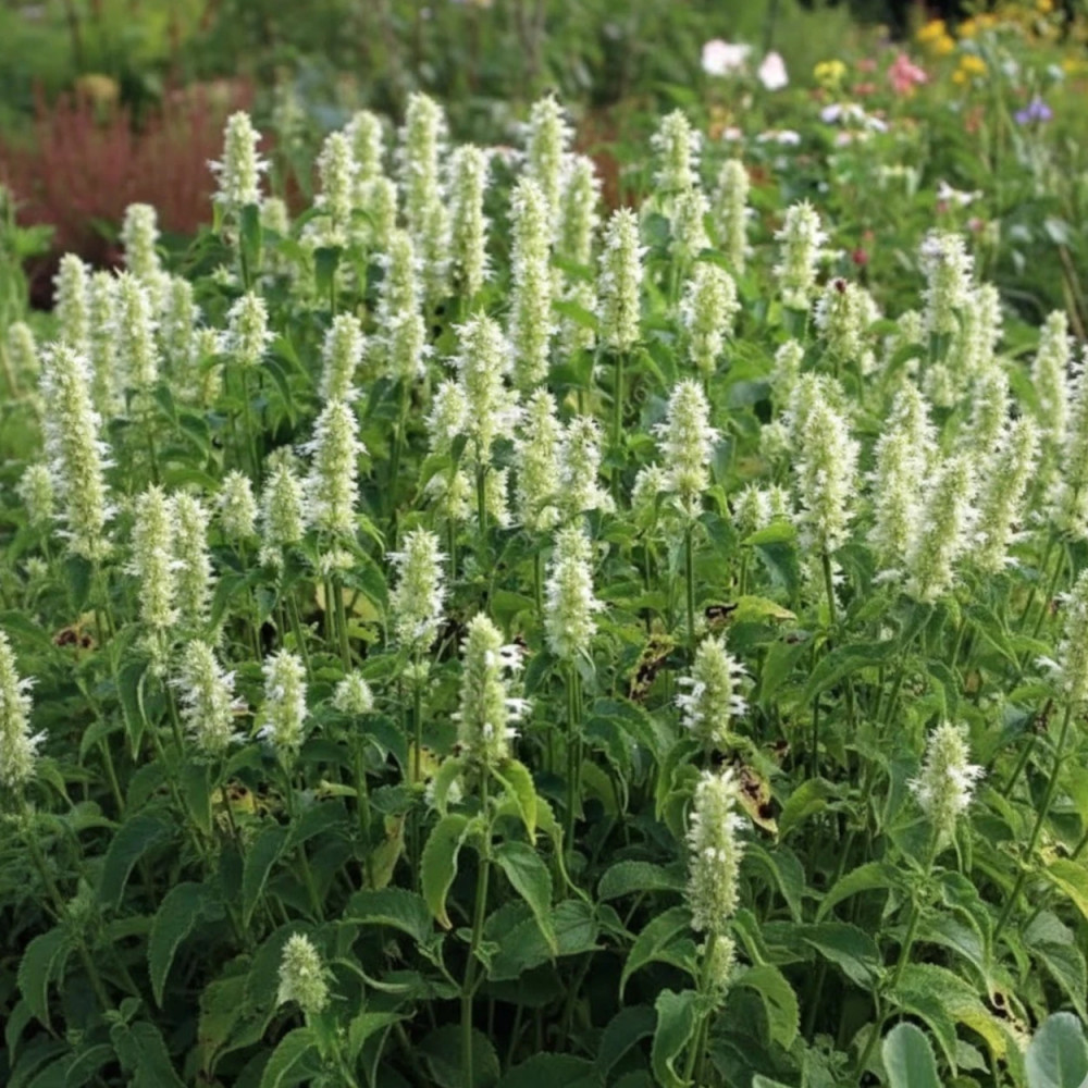 Agastache rugueuse blanche