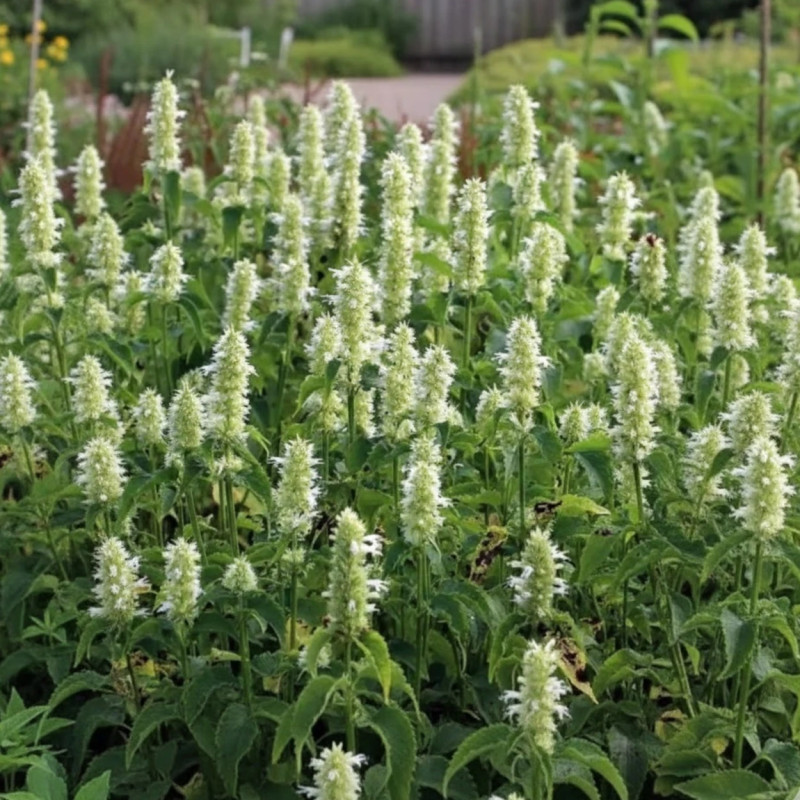 Agastache rugueuse blanche
