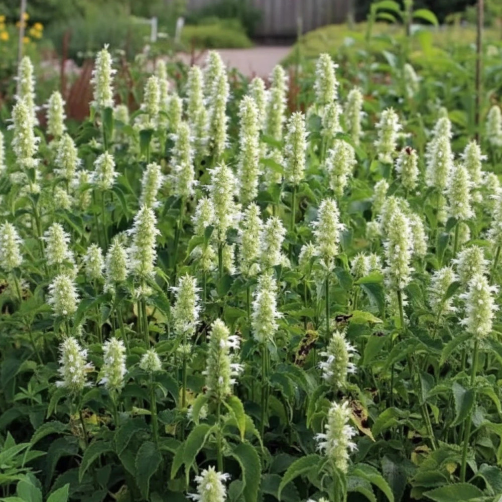 Agastache rugueuse blanche