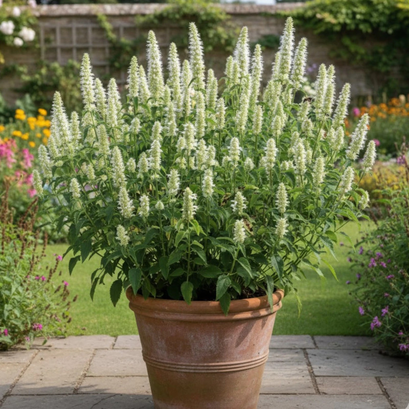 Agastache rugueuse blanche