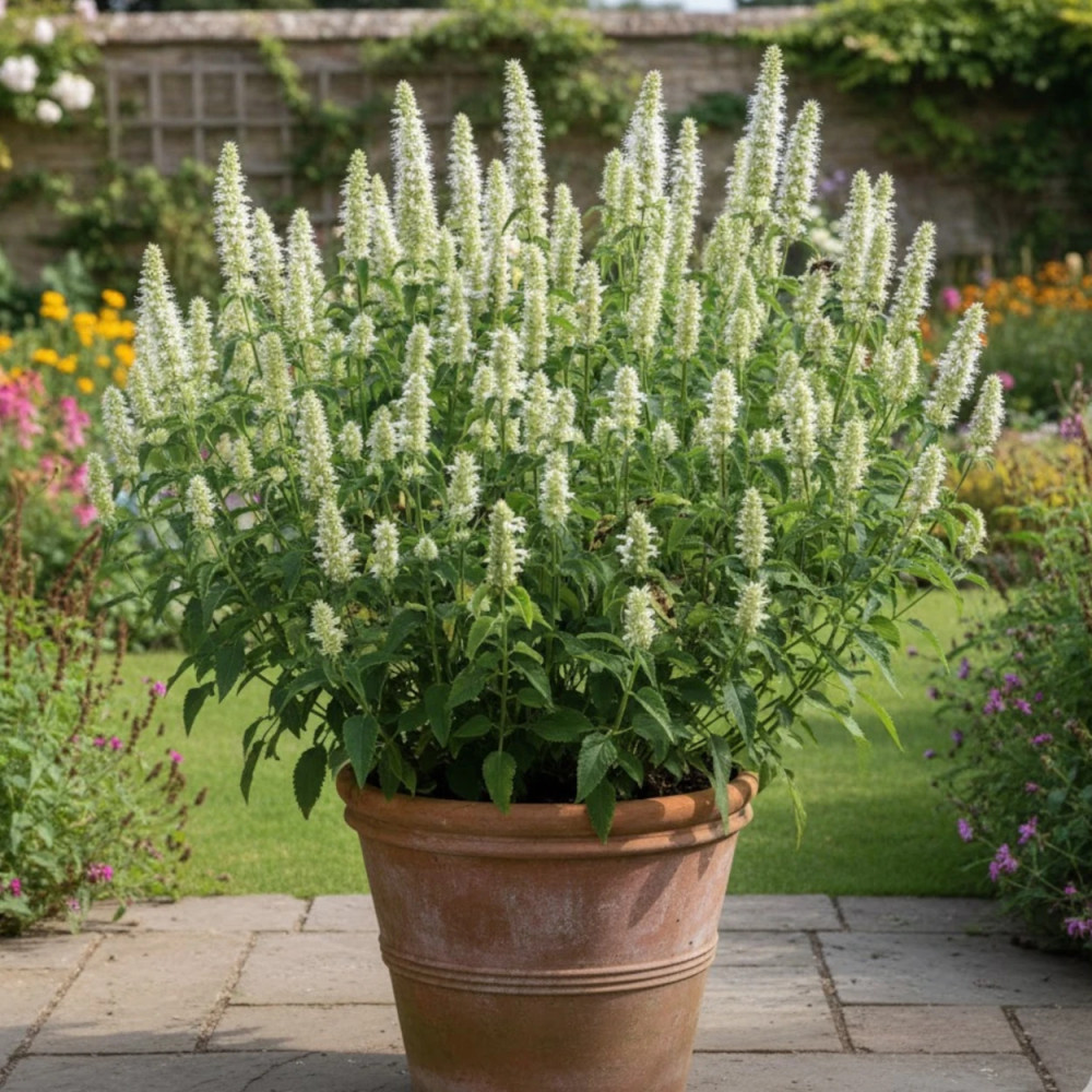 Agastache rugueuse blanche