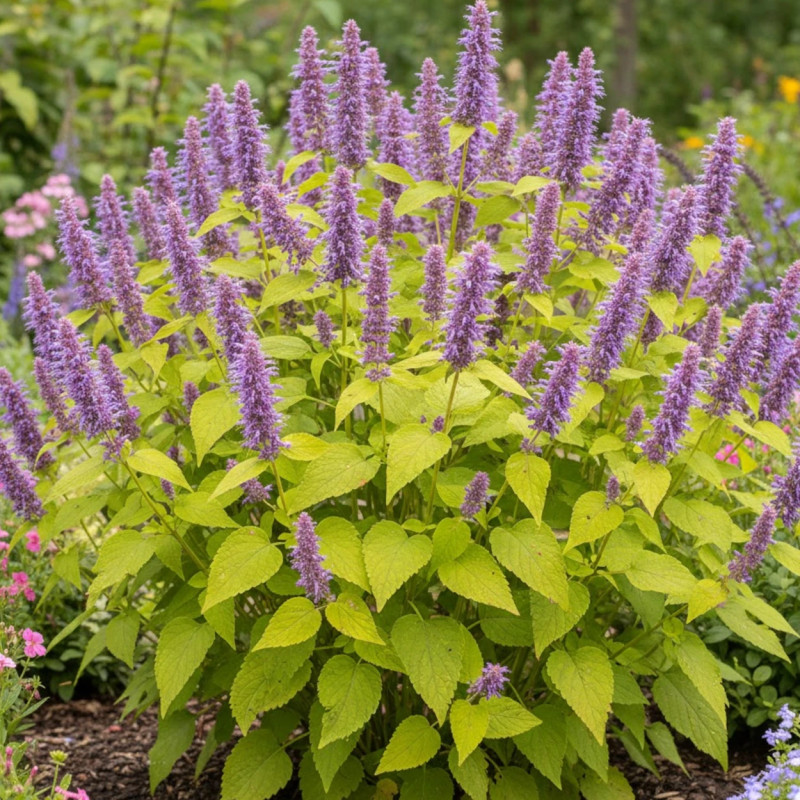 Agastache Golden Jubilée
