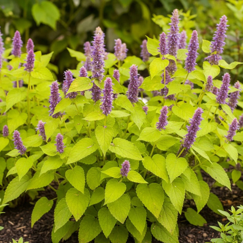 Agastache Golden Jubilée