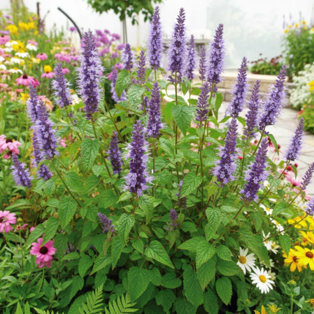 Agastache rugueuse Little Adder Agastache rugueuse Little Adder