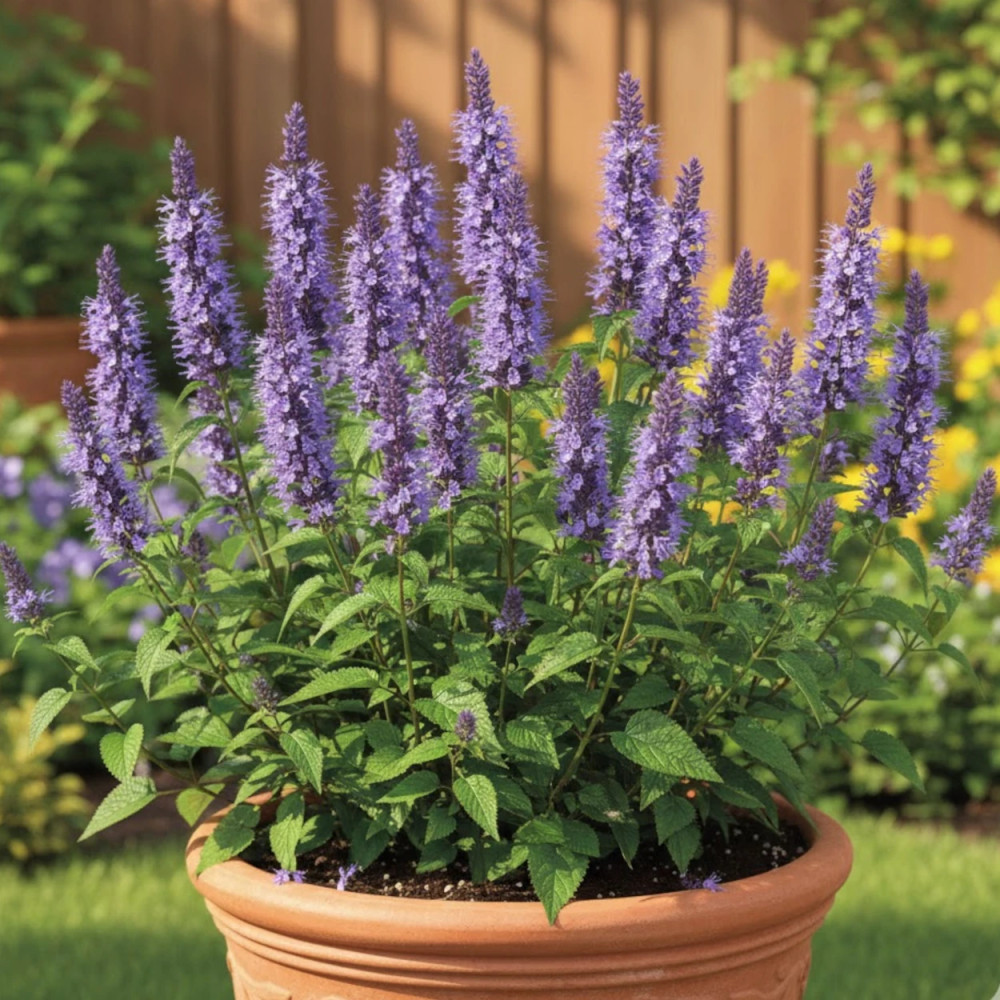 Agastache rugueuse Little Adder Agastache rugueuse Little Adder
