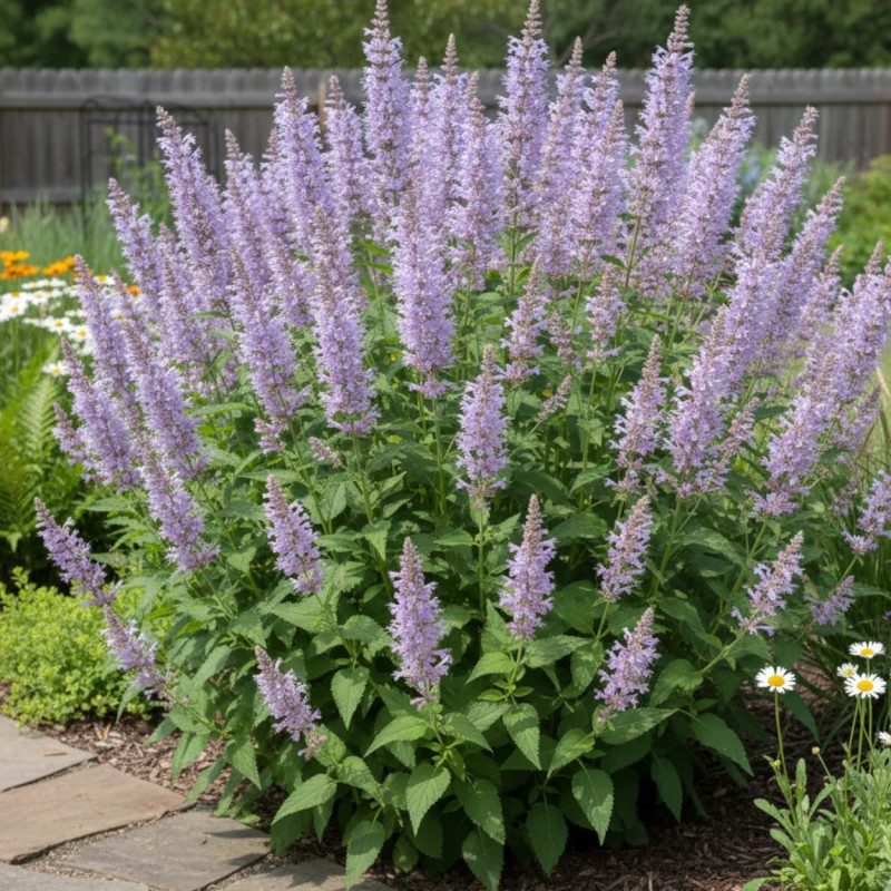 Agastache Serpentine