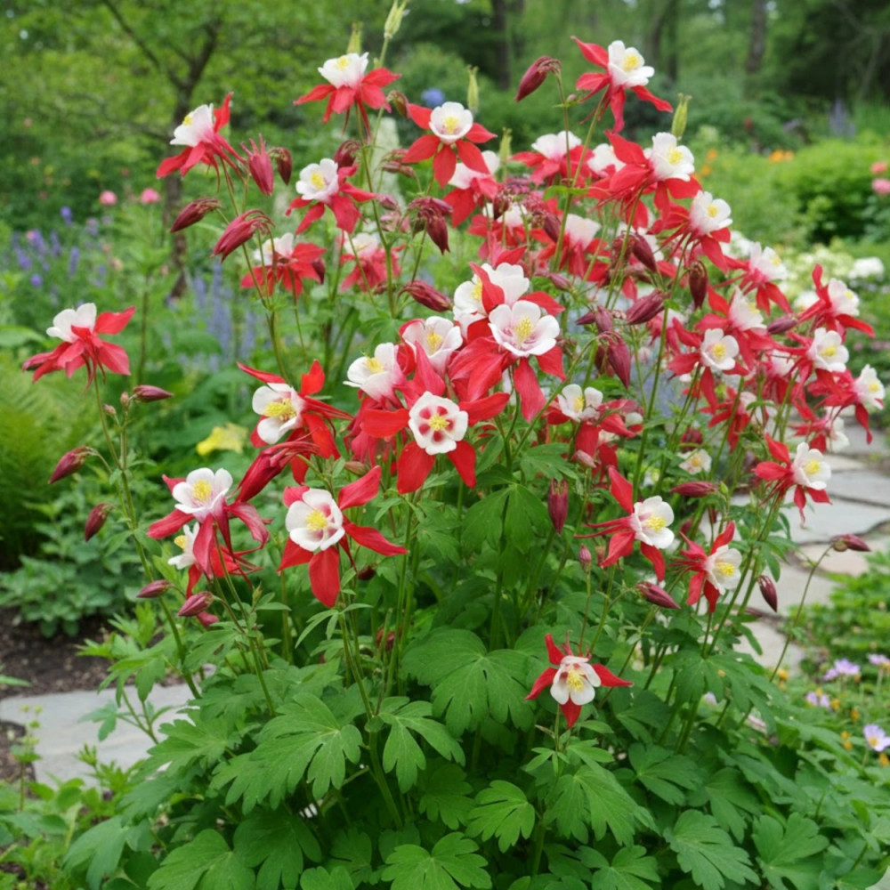 Ancolie Crimson Star