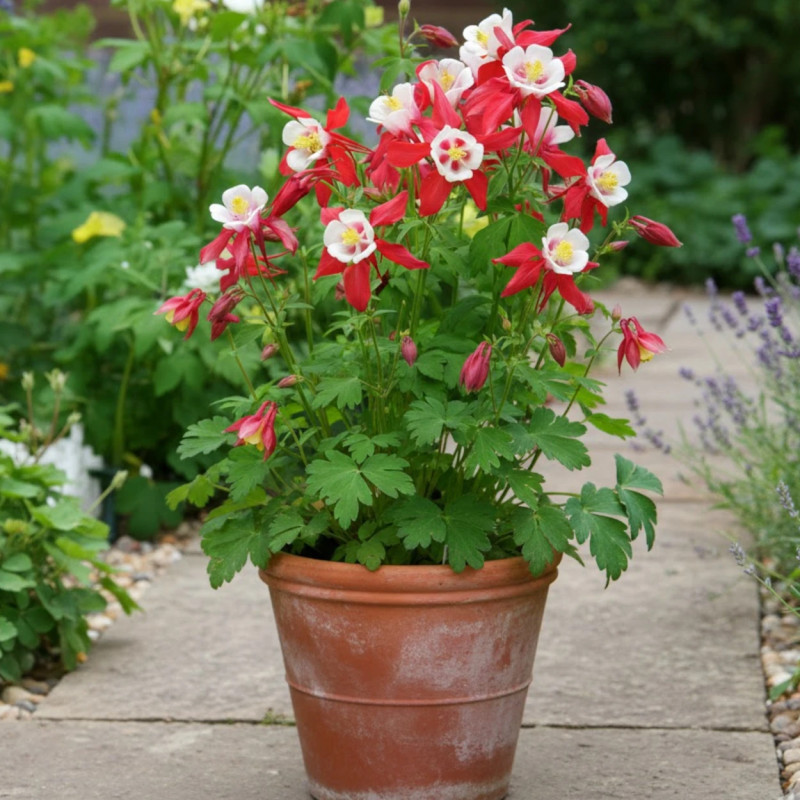 Ancolie Crimson Star