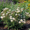 Aster à feuilles de linaire