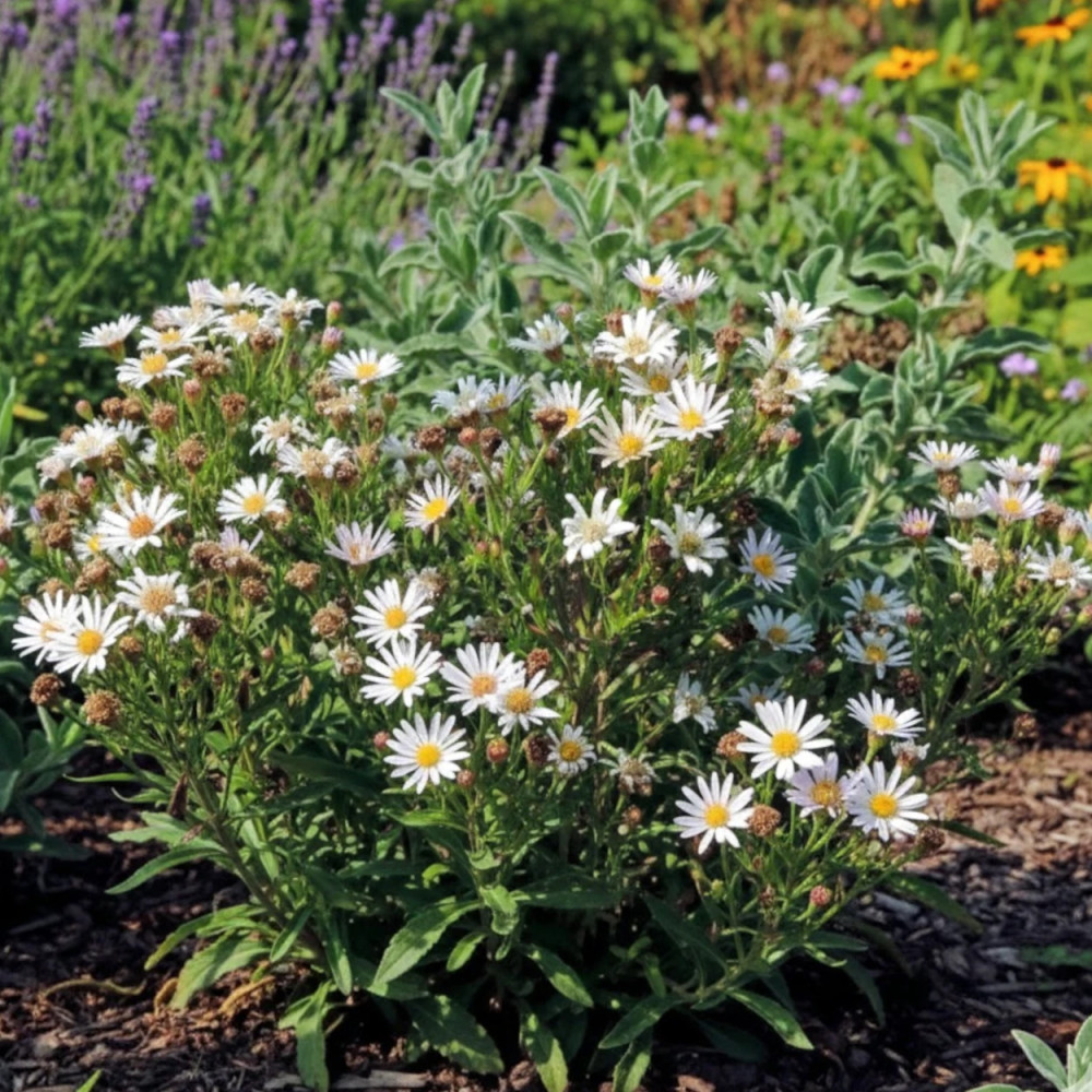 Aster à feuilles de linaire