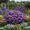 Aster d\'automne Augenweide, Aster dumosus