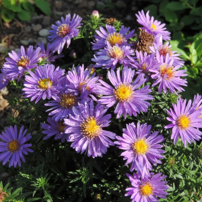 Aster d'automne Augenweide, Aster dumosus