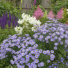 Aster d\'automne Silberblaukissen, Aster dumosus