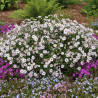 Aster d\'automne ericoides