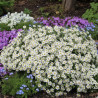Aster d\'automne Snowflurry, Aster ericoides