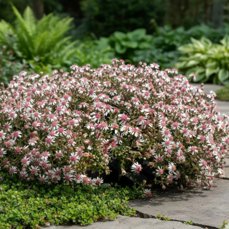 Aster d'automne Horizontalis