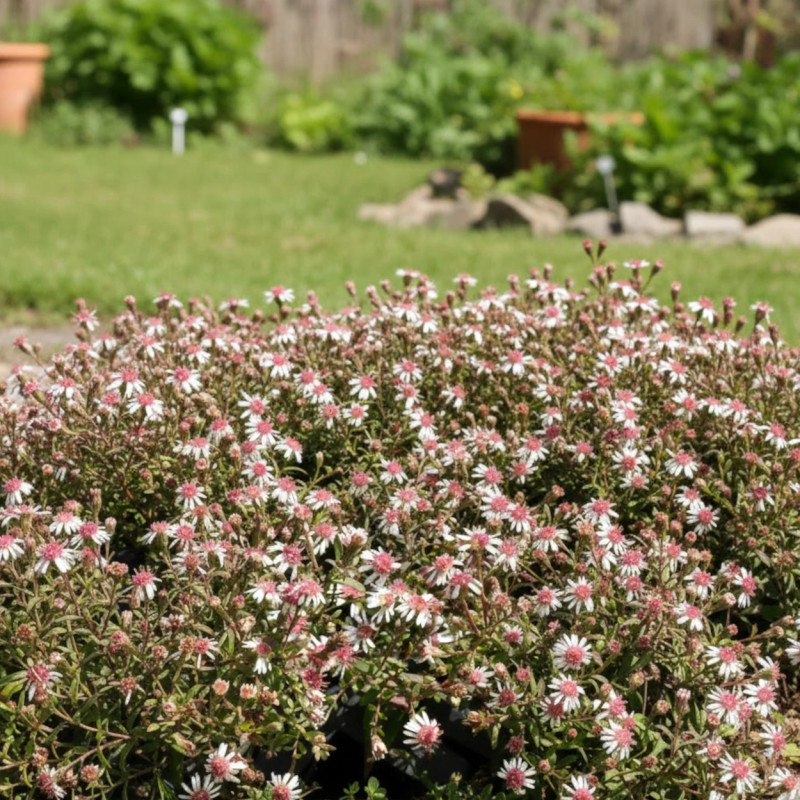 Aster d'automne Horizontalis