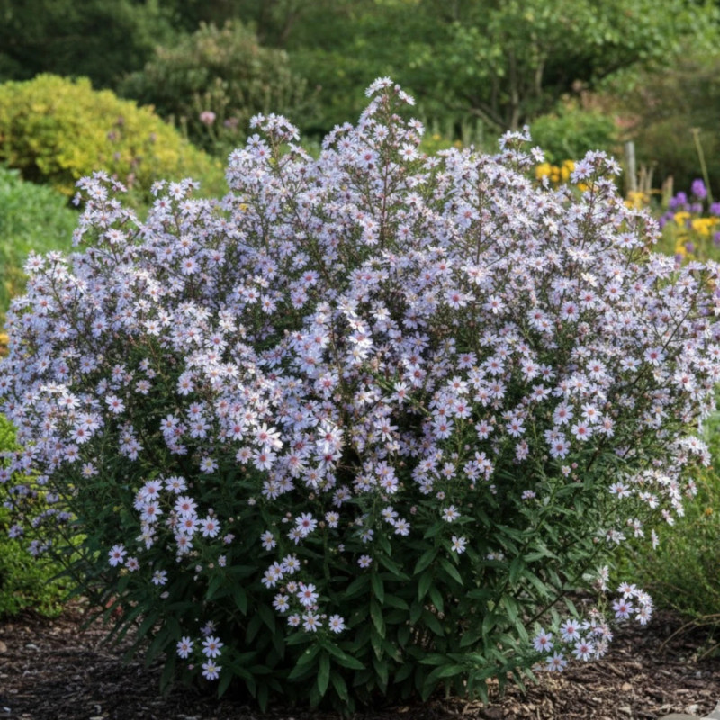 Aster d'automne Ideal