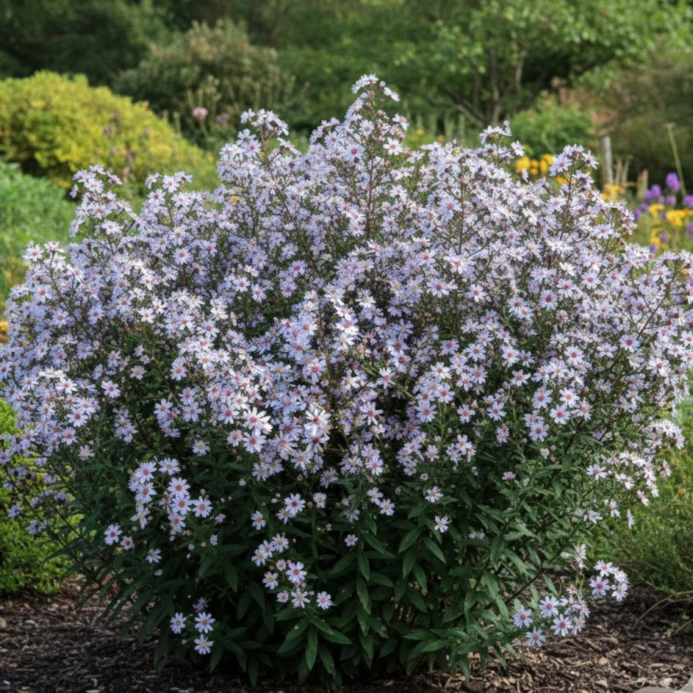 Aster d'automne Ideal