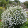 Aster d\'automne Monte Cassino