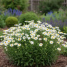 Aster des Alpes White