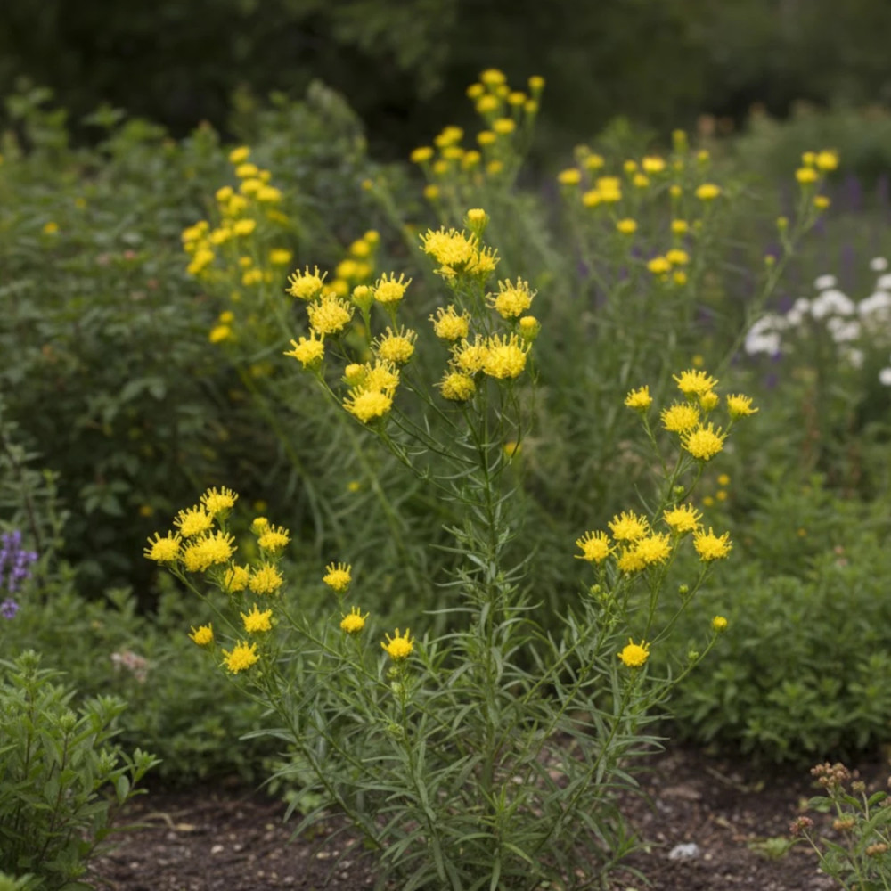 Aster d'été linosyris