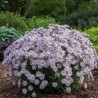 Aster d\'été Lutetia