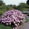 Aster d\'été Rosa Erfüllung