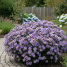 Aster grand d\'automne Calliope